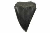 Fossil Broad-Toothed Mako Tooth - South Carolina #171187-1